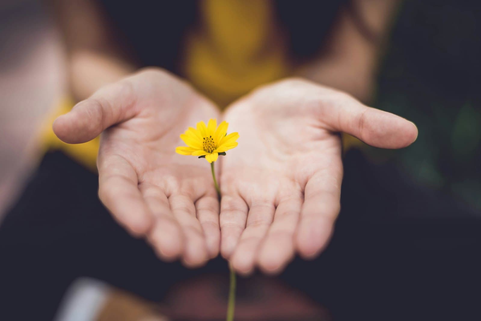 Hands holding a small yellow flower